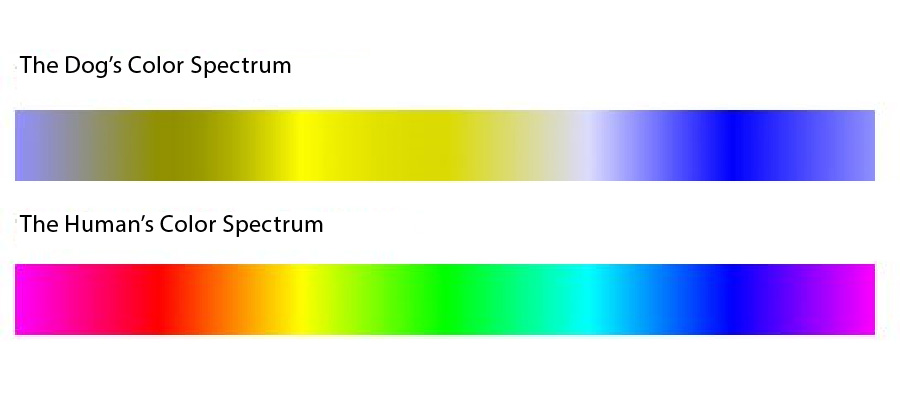 dogstyles_home_dog_color_spectrum